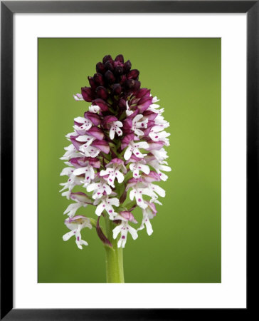 Burnt Orchid, Close Up Of Spike, Uk by David Clapp Pricing Limited Edition Print image