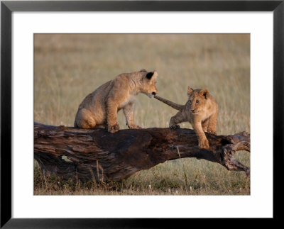 African Lion, Cubs Playing On Log, Kenya, Africa by Daniel Cox Pricing Limited Edition Print image