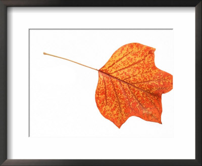 Tulip Tree Leaf In Autumn Colours by Petra Wegner Pricing Limited Edition Print image