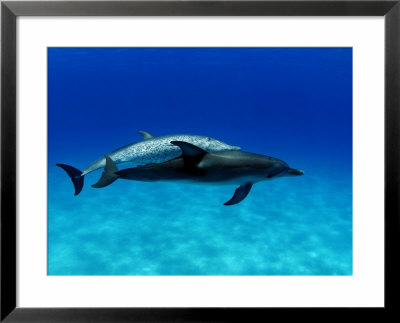 Atlantic Spotted Dolphin, Pair, Bahamas by David B. Fleetham Pricing Limited Edition Print image
