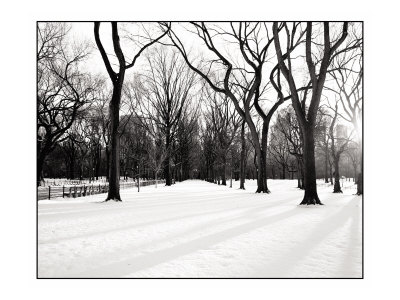 New York Trees by Jason Graham Pricing Limited Edition Print image