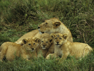 Young Lion Cubs Lying Close To Their Mother In The Serengeti National Park Of Tanzania by Daniel Dietrich Pricing Limited Edition Print image
