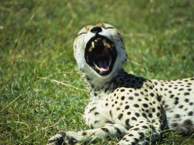 Resting Cheetah Yawns, Exposing His Sharp Teeth While Napping, Plains Of Masai Mara National Park by Daniel Dietrich Pricing Limited Edition Print image
