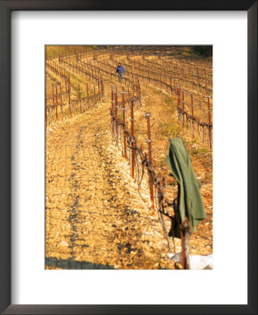 Working In Vineyard At Chateau Saint Cosme, Gigondas, Vaucluse, Rhone, Provence, France by Per Karlsson Pricing Limited Edition Print image