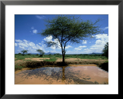 Waterhole, Kenya, Africa by David Cayless Pricing Limited Edition Print image