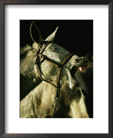 A Bridled Pack Mule Yawning by Gordon Wiltsie Pricing Limited Edition Print image