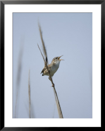 Marsh Wren Singing In Beach Grasses At Money Island, New Jersey by Joel Sartore Pricing Limited Edition Print image