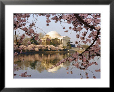 Cherry Blossoms Frame The Jefferson Memorial Across The Tidal Basin by Rex Stucky Pricing Limited Edition Print image