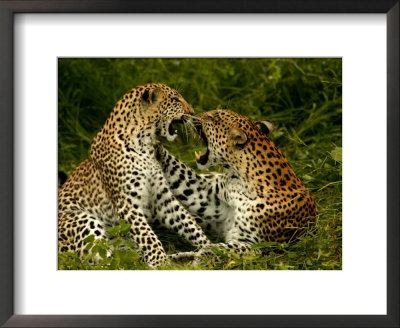 Pair Of Leopards Resting And Play Fighting by Beverly Joubert Pricing Limited Edition Print image