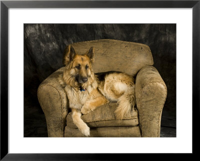 German Shepherd On Leather Chair In Studio by David Edwards Pricing Limited Edition Print image
