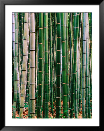 Grove Of Bamboo, Sagano District by Frank Carter Pricing Limited Edition Print image