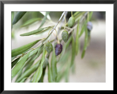 Branch Of Olive Tree And Olives, Prieure De St-Jean De Bebian, Coteaux Du Languedoc by Per Karlsson Pricing Limited Edition Print image