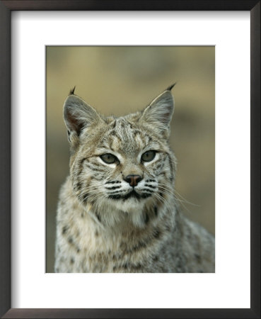 Portrait Of A Lynx by Norbert Rosing Pricing Limited Edition Print image