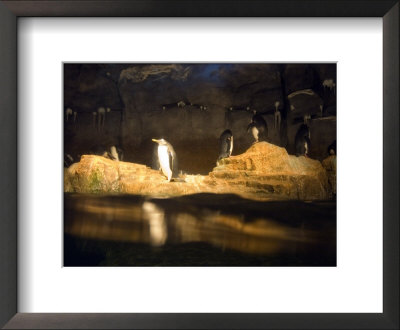 Penguins Line The Rocks In Their Habitat At The Pittsburgh Zoo, Pennsylvania by Stacy Gold Pricing Limited Edition Print image