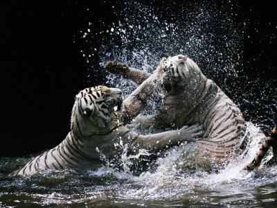 White Bengal Tigers Play Fighting In Water, India by Anup Shah Pricing Limited Edition Print image