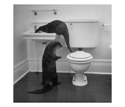 Otters Playing In Bathroom by Wallace Kirkland Pricing Limited Edition Print image