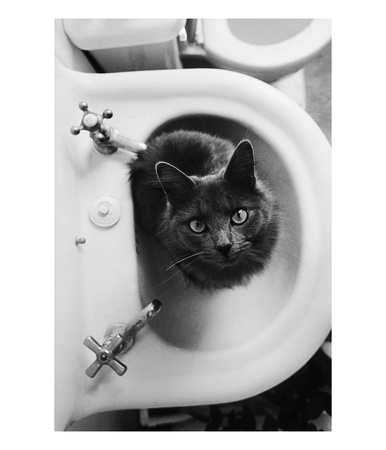 Cat Sitting In Bathroom Sink by Natalie Fobes Pricing Limited Edition Print image