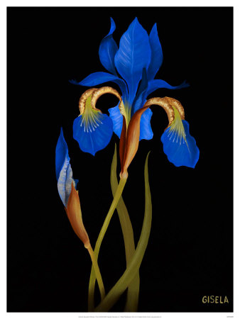 Iris by Gisela Pferdekamper Pricing Limited Edition Print image