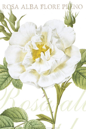 Rosa Alba by Pierre-Joseph Redoute Pricing Limited Edition Print image