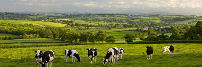 Friesian Cows Grazing In Mid Devon Countryside, England by Adam Burton Pricing Limited Edition Print image