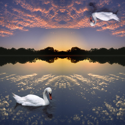 Computer Composite Image Of Swan On Water Reflecting Sunset Clouds, With Another Swan Reflected In by Images Monsoon Pricing Limited Edition Print image