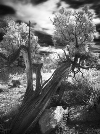 Bent Tree In The Desert, Joshua Tree National Park, California by Images Monsoon Pricing Limited Edition Print image