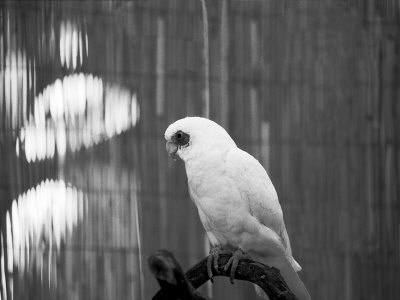 White Parrot Perched On Branch by Bob Cornelis Pricing Limited Edition Print image