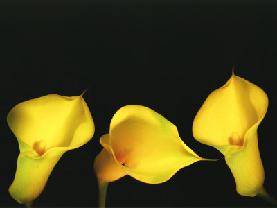 Three Yellow Lilies On Black Background by Images Monsoon Pricing Limited Edition Print image
