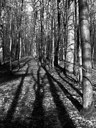 Tree Shadows In Forest by Ilona Wellmann Pricing Limited Edition Print image