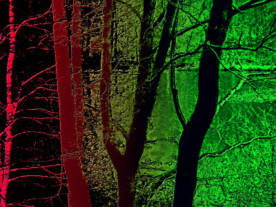 Red And Green Woods And Lake by Ilona Wellmann Pricing Limited Edition Print image