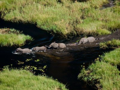 Aerial Of African Elephants In The Waters Of The Okavango Delta by Beverly Joubert Pricing Limited Edition Print image