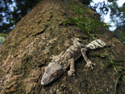 Leaf-Tailed Gecko Flattens Itself Against A Tree Trunk by Stephen Alvarez Pricing Limited Edition Print image