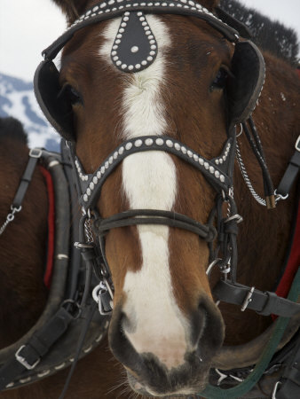 Draft Horses Of The Shire Breed In Jackson Hole, Wyoming by Tim Laman Pricing Limited Edition Print image