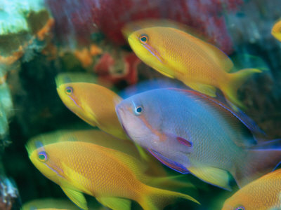 Group Of Colorful Lyretail Anthias Fish Swimming In A Reef by Tim Laman Pricing Limited Edition Print image