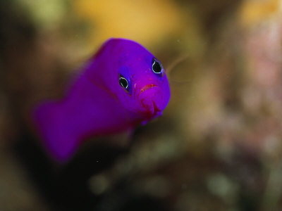 Head On View Of A Magenta Dottyback Fish, Pseudochromis Porphyreus by Tim Laman Pricing Limited Edition Print image