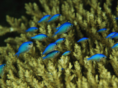 Juvenile Blue Damselfish Sheltering In An Acropora Coral by Tim Laman Pricing Limited Edition Print image
