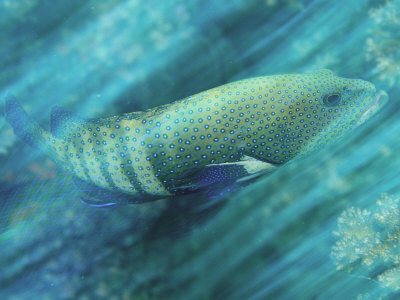 Peacock Grouper, Cephalopholis Argus, In Motion by Tim Laman Pricing Limited Edition Print image