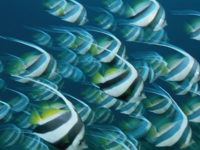 Swift Moving School Of Schooling Bannerfish, Heniochus Diphreutes by Tim Laman Pricing Limited Edition Print image