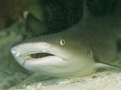 Whitetip Reef Shark Resting On The Sea Floor by Tim Laman Pricing Limited Edition Print image