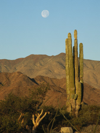 Cardon Cactus Under Moonrise In A Mountainous Desert by Tim Laman Pricing Limited Edition Print image