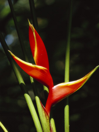 Detail Of The Flower Of A Heliconia Plant by Tim Laman Pricing Limited Edition Print image