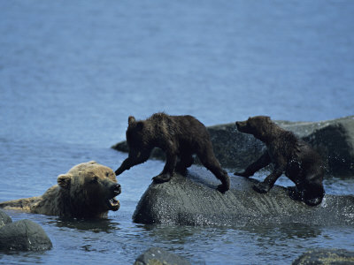 Brown Bear (Ursus Arctos) Sow With Cubs Playing In Water by Tom Murphy Pricing Limited Edition Print image