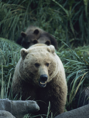 Bears In Tall Grasses by Tom Murphy Pricing Limited Edition Print image