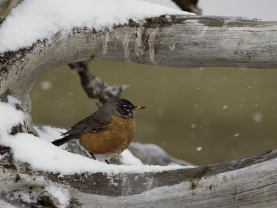 Robin Perches On A Snow-Covered Branch by Tom Murphy Pricing Limited Edition Print image