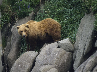 Bear Standing On Rocks by Tom Murphy Pricing Limited Edition Print image