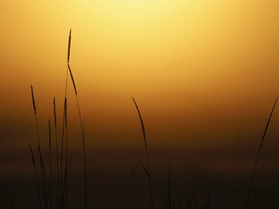 Stalks Of Grass Silhouetted At Sunset by Tom Murphy Pricing Limited Edition Print image
