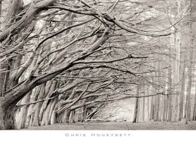 Crystal Grove by Chris Honeysett Pricing Limited Edition Print image