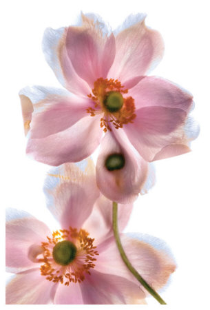 Anemone Japonica Iv by Harold Davis Pricing Limited Edition Print image