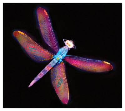 Dragonfly Iii by Harold Davis Pricing Limited Edition Print image