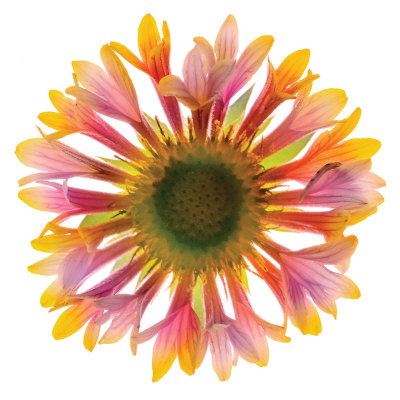 Gaillardia by Harold Davis Pricing Limited Edition Print image